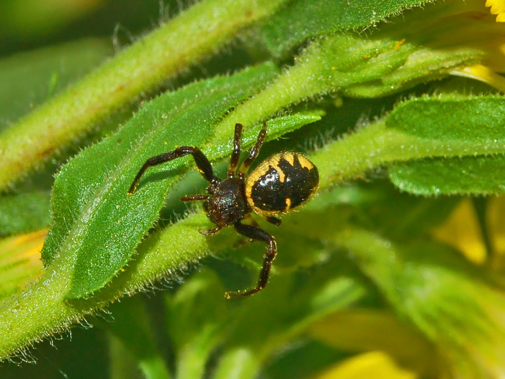 Synaema globosum